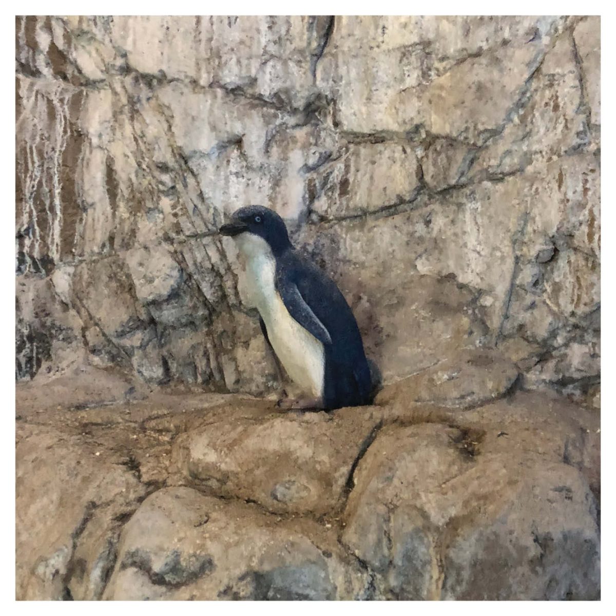 Natureworks Australia Water Birds Penguin fairy on rock ledge Display Product Image V px px