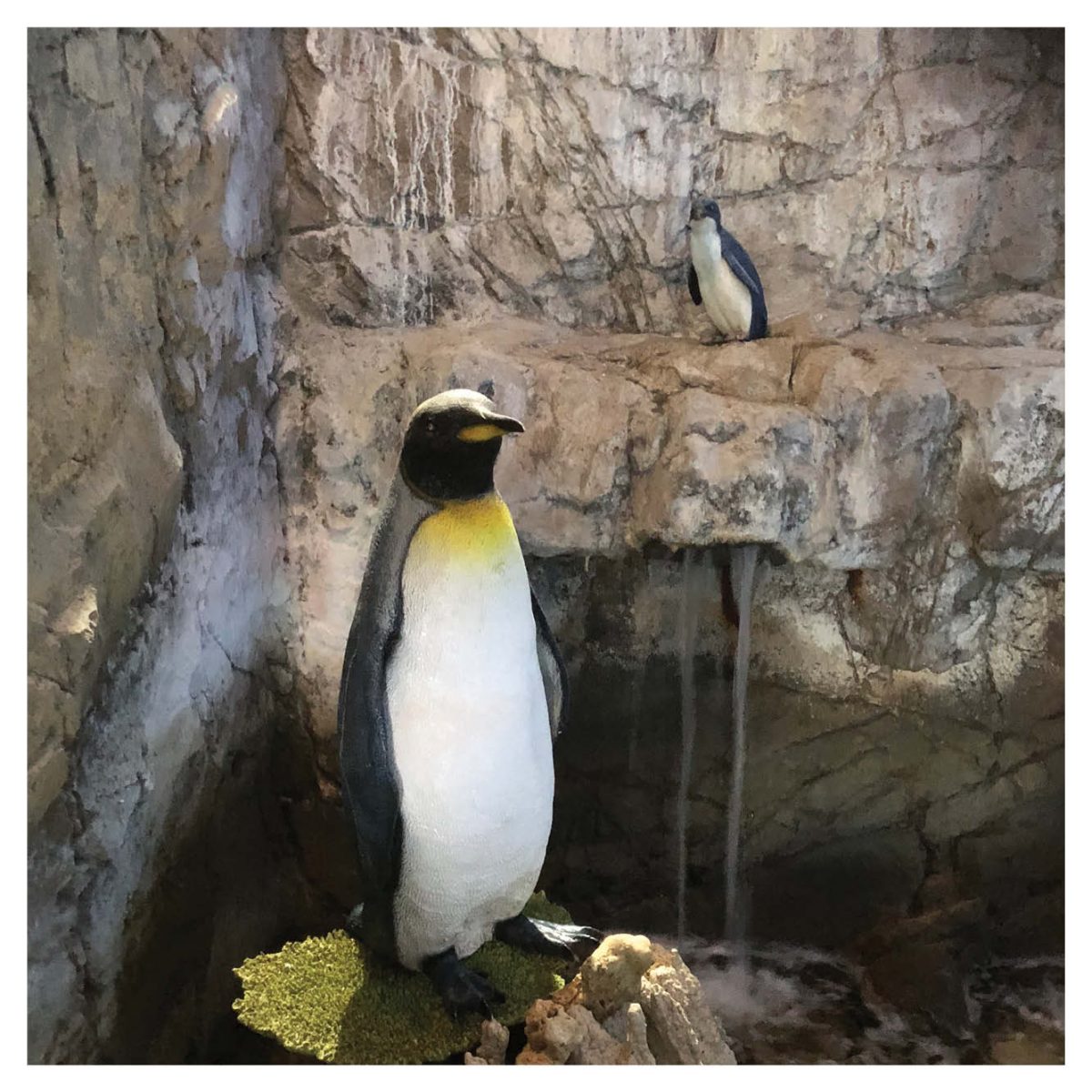 Natureworks Australia Water Birds Penguin king on rock ledge Display Product Image V px px