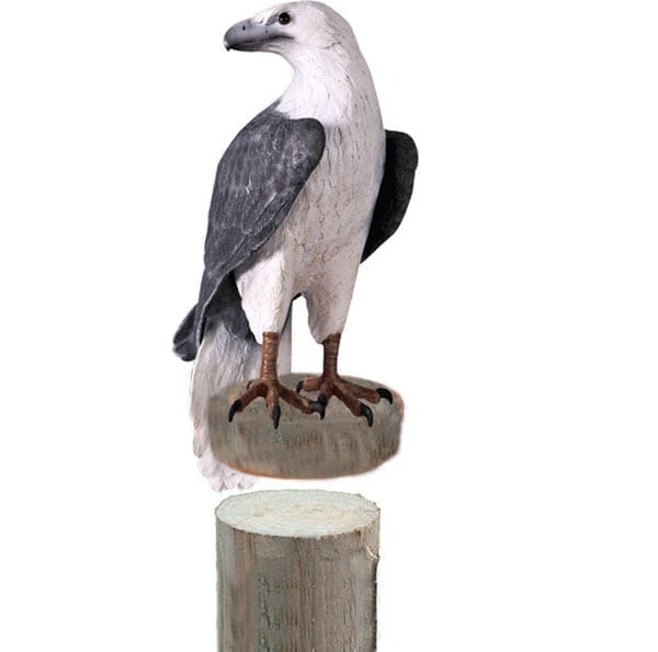 White Breasted Sea Eagle On Post