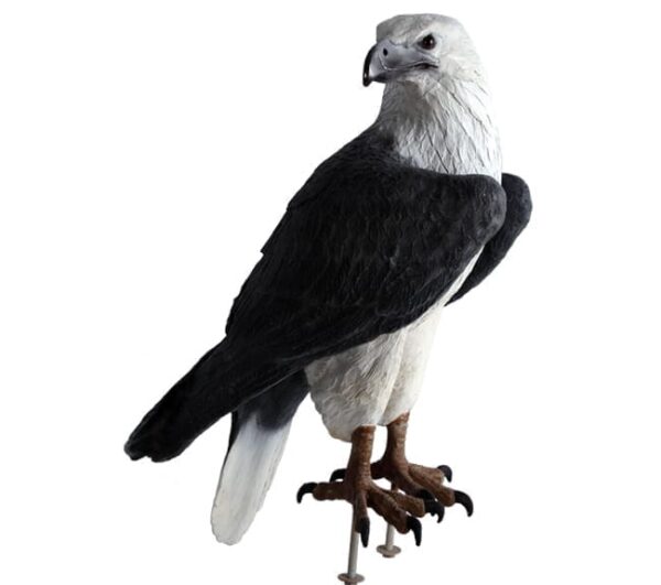 White Breasted Sea Eagle Statue