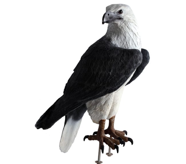 White Breasted Sea Eagle Statue
