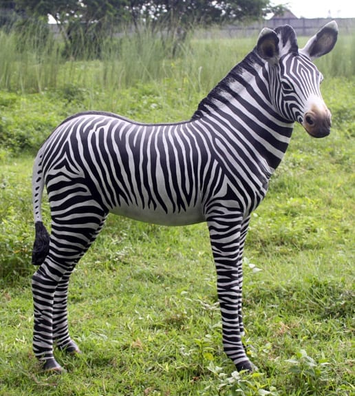 Zebra Foal