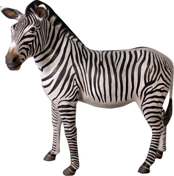 Zebra Standing