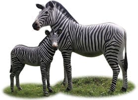 Zebra Foal Standing Together