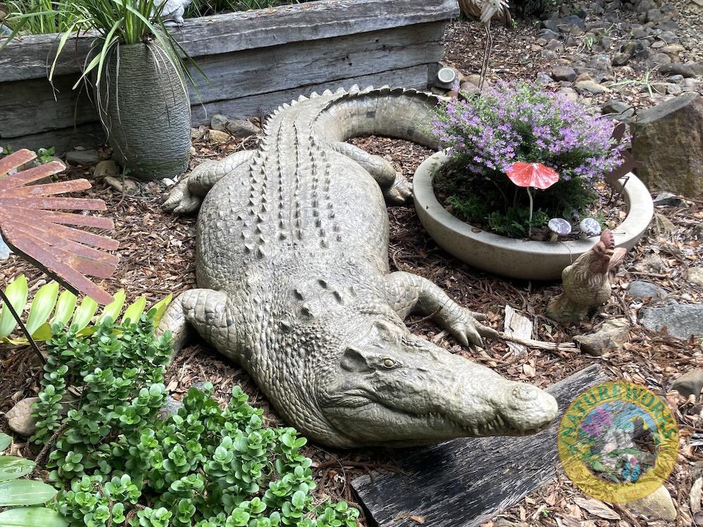 Natureworks Australia 12 ft saltwater crocodile sculpture in garden- 080123