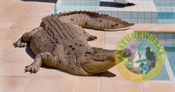 Natureworks Australia Crocodile Sculpture Front