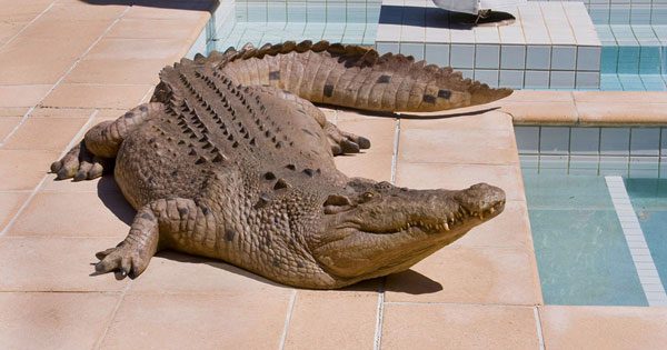 Natureworks Australia Crocodile Sculpture Front
