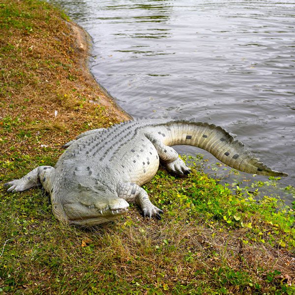 Crocodile Sculpture