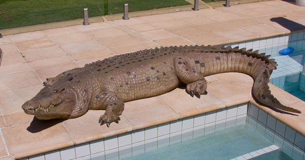 Natureworks Australia Saltwater Crocodile Mouth Closed 12ft - Image 3