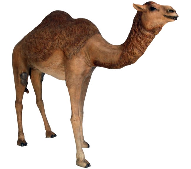 Brown Colored Young Adult Dromedary Camel in Standing Position