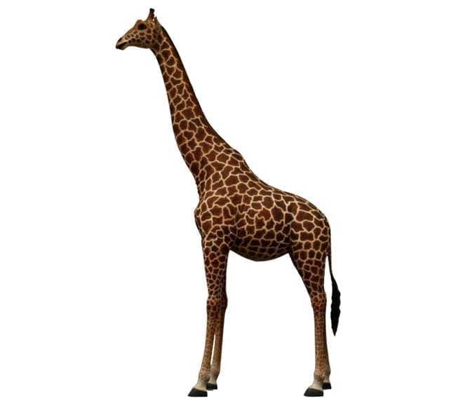 giant giraffe statue