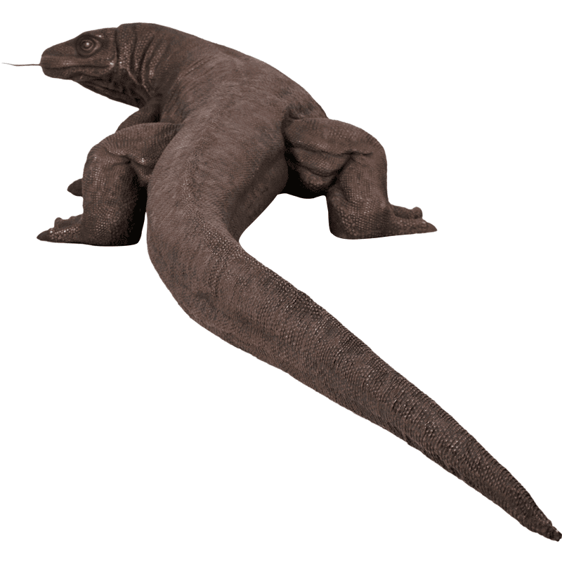 Natureworks Australia komodo bronze 2