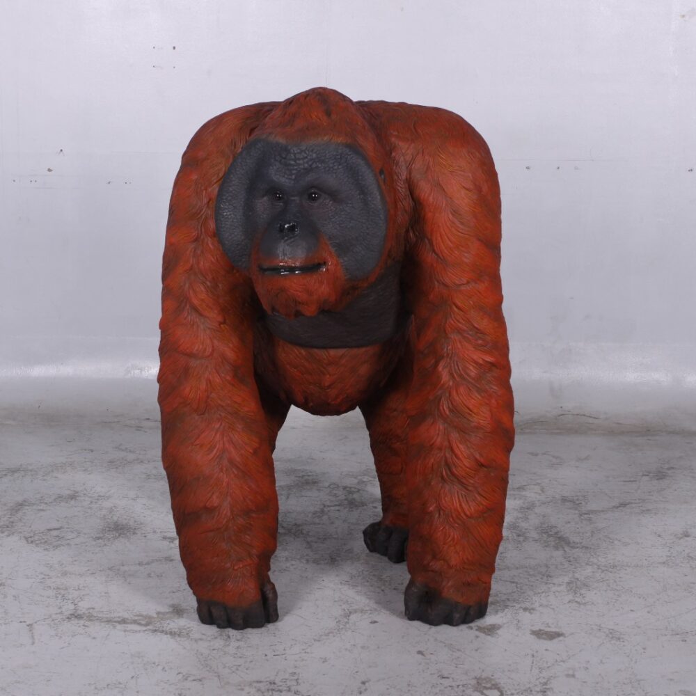 Male Orangutan Walking