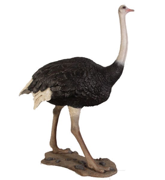 ostrich