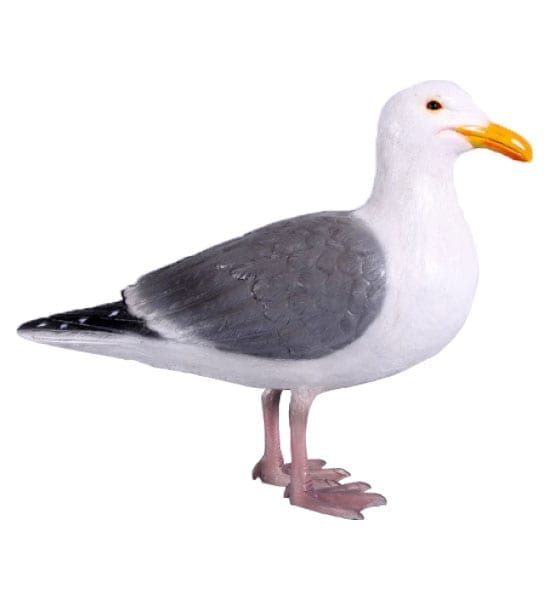 seagullStanding