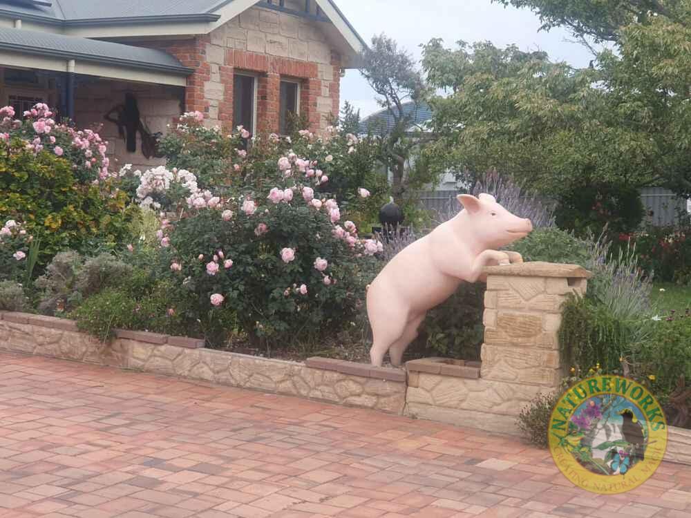 Natureworks Australia Curious Standing Pig - Image 5