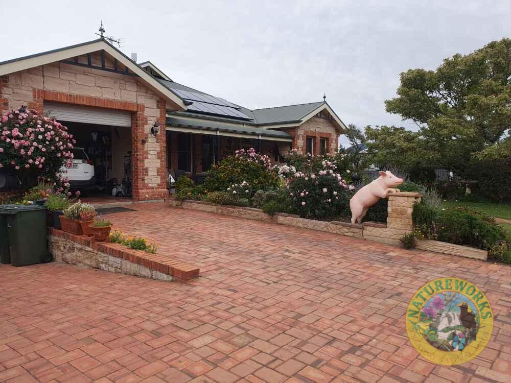 Natureworks Australia Curious Standing Pig - Image 4