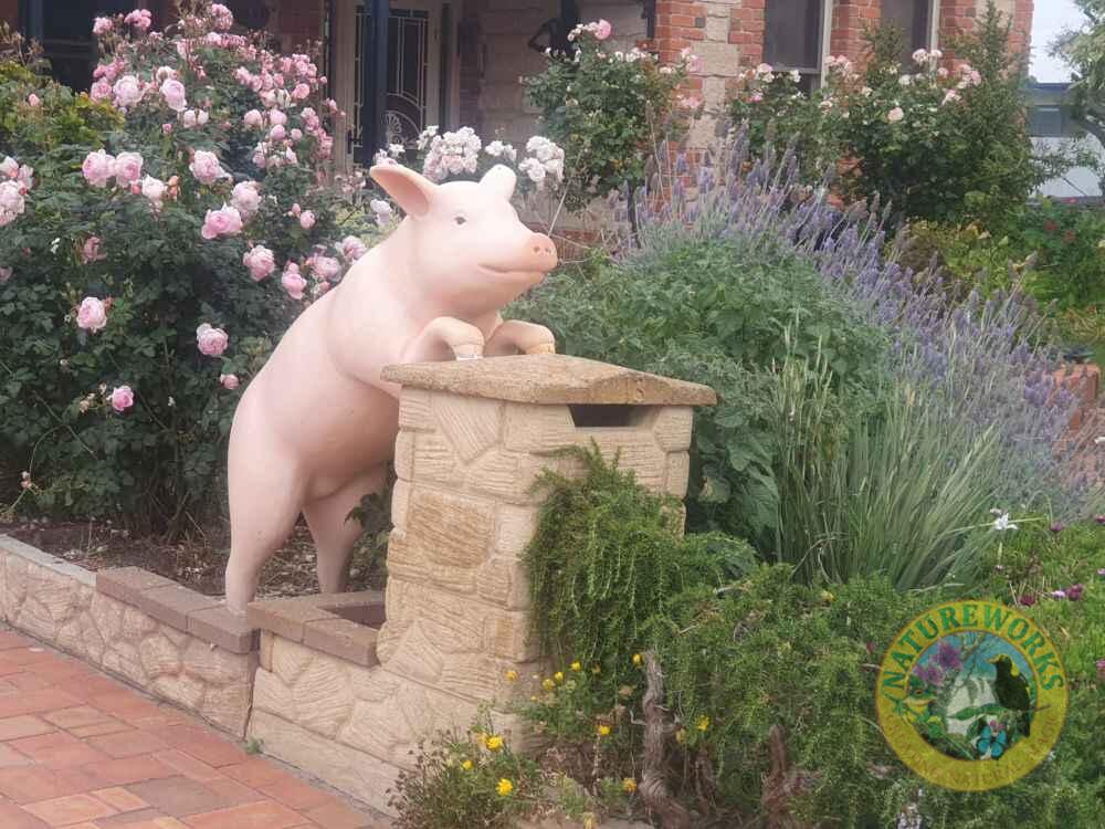 Natureworks Australia Curious Standing Pig - Image 6
