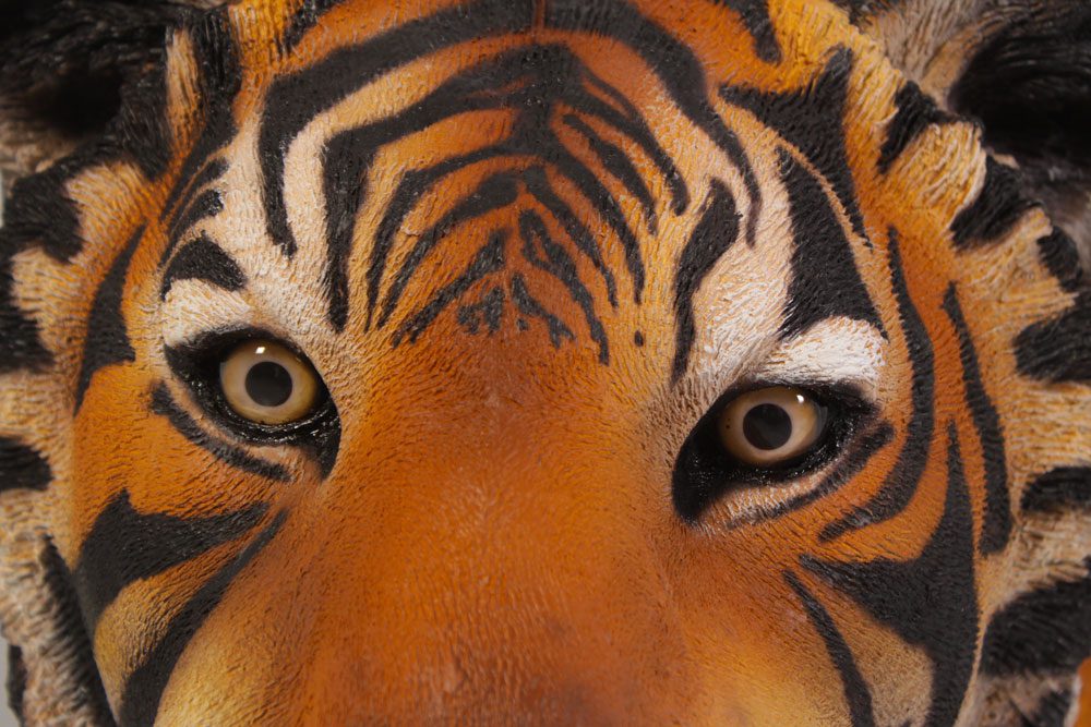 Natureworks Australia Bengal Tiger Sculpture Close Up