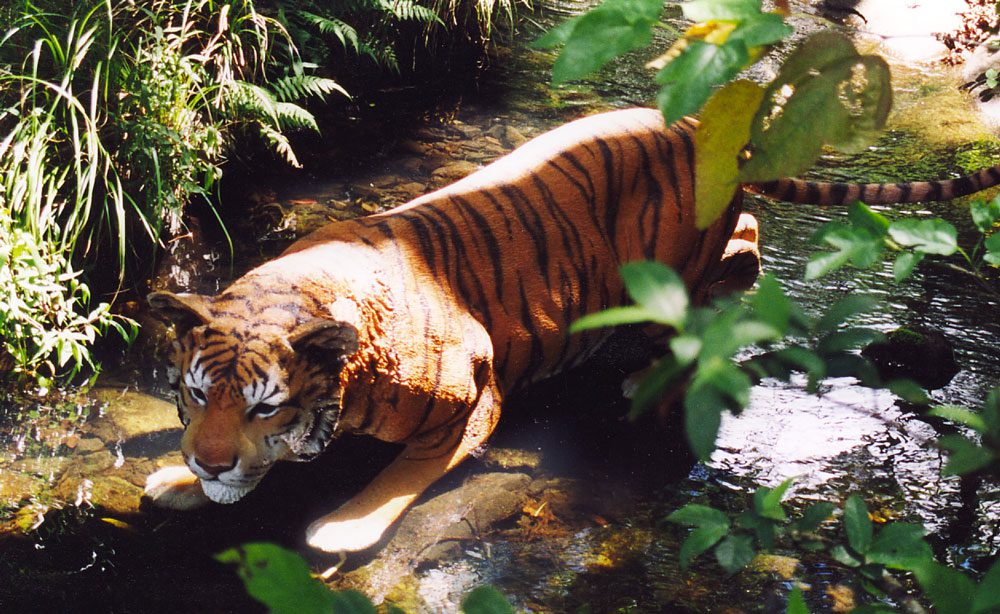 Bengal Tiger Sculpture in the wild