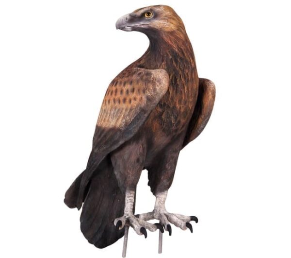 wedge tailed eagle statue