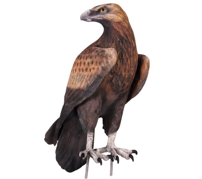 wedge tailed eagle statue