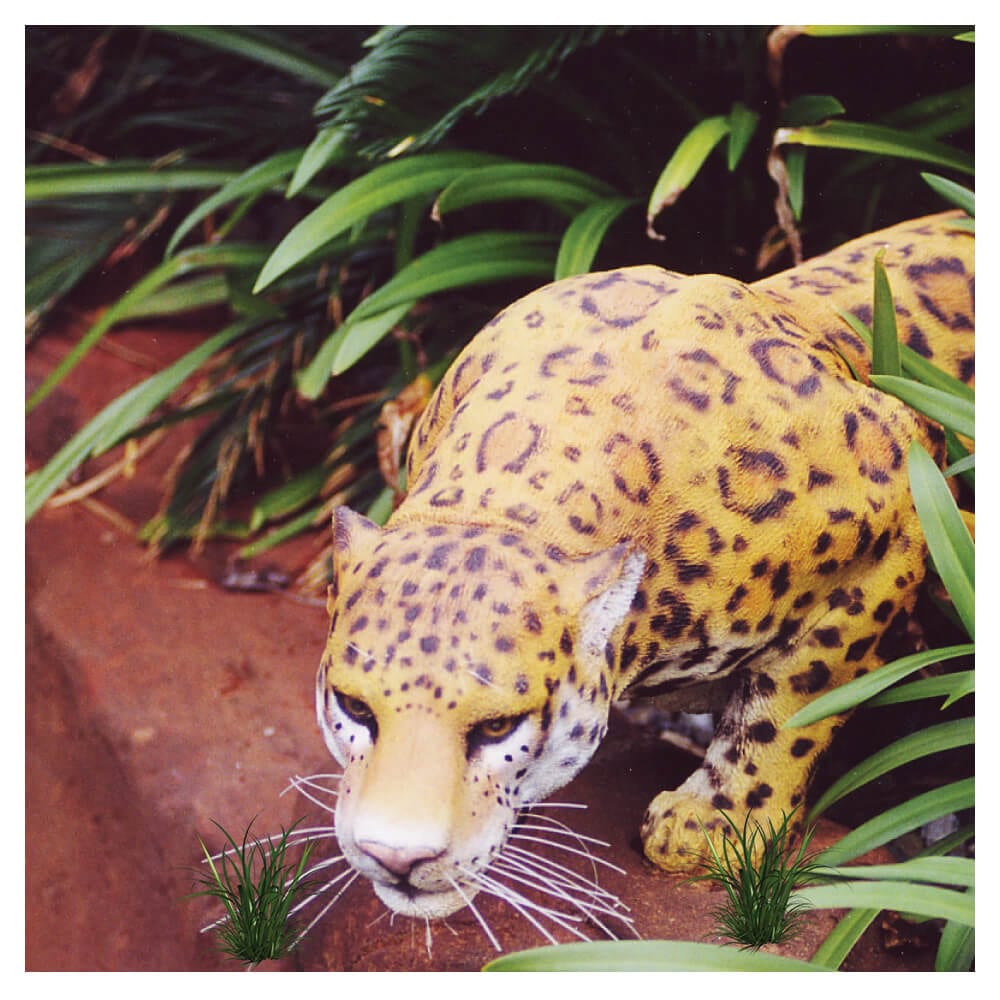 Natureworks Australia leopards