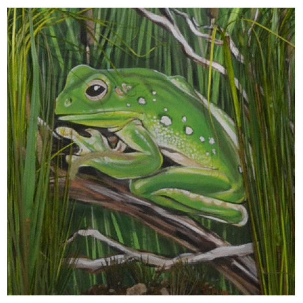 Natureworks Australia Amphibians Custom Product Image Mural Art V px px