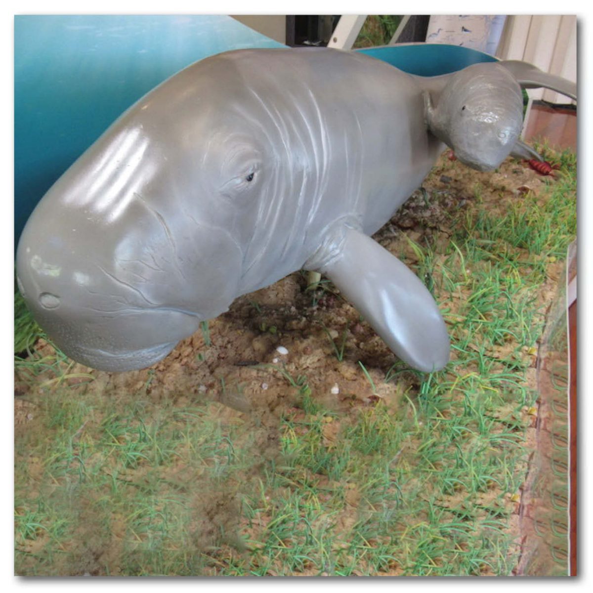 Natureworks Australia Animals Marine Life Marine Mammals Dugong Osprey House Display Product Image V px px