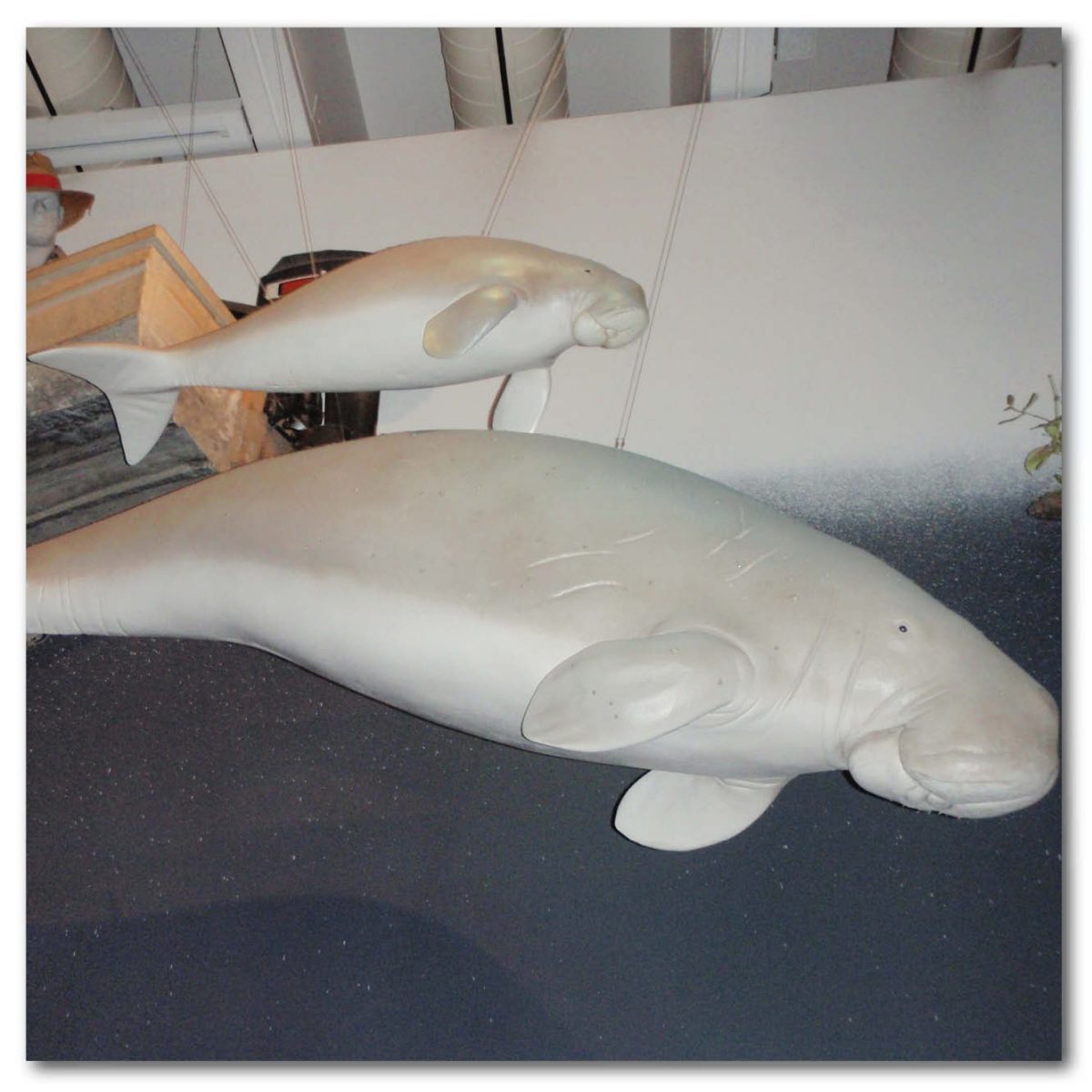 Natureworks Australia Animals Marine Life Marine Mammals Dugong Osprey House Display Product Image V px px