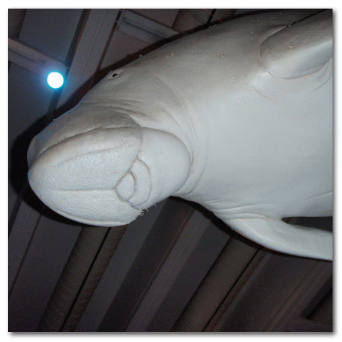 Natureworks Australia Animals Marine Life Marine Mammals Dugong Osprey House Display Product Image V px px