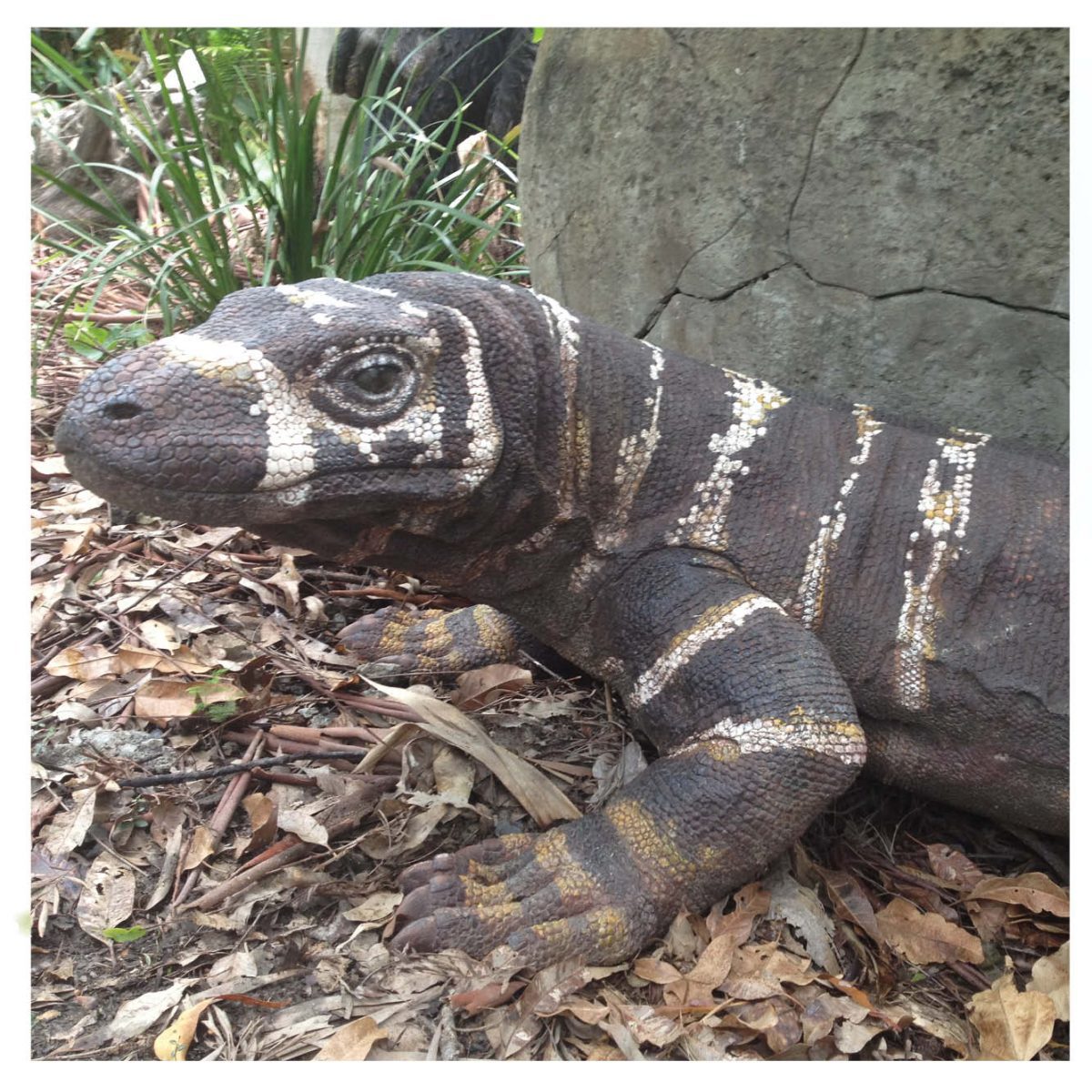 Natureworks Australia Animals Reptiles Lizards Komodo Dragon Bells Monitor finish Product Image V px px