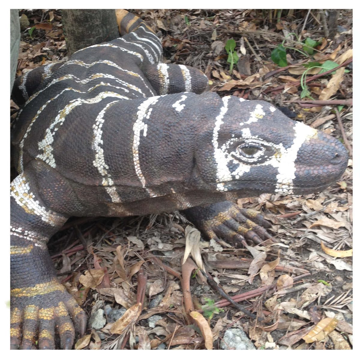 Natureworks Australia Animals Reptiles Lizards Komodo Dragon Bells Monitor finish Product Image V px px