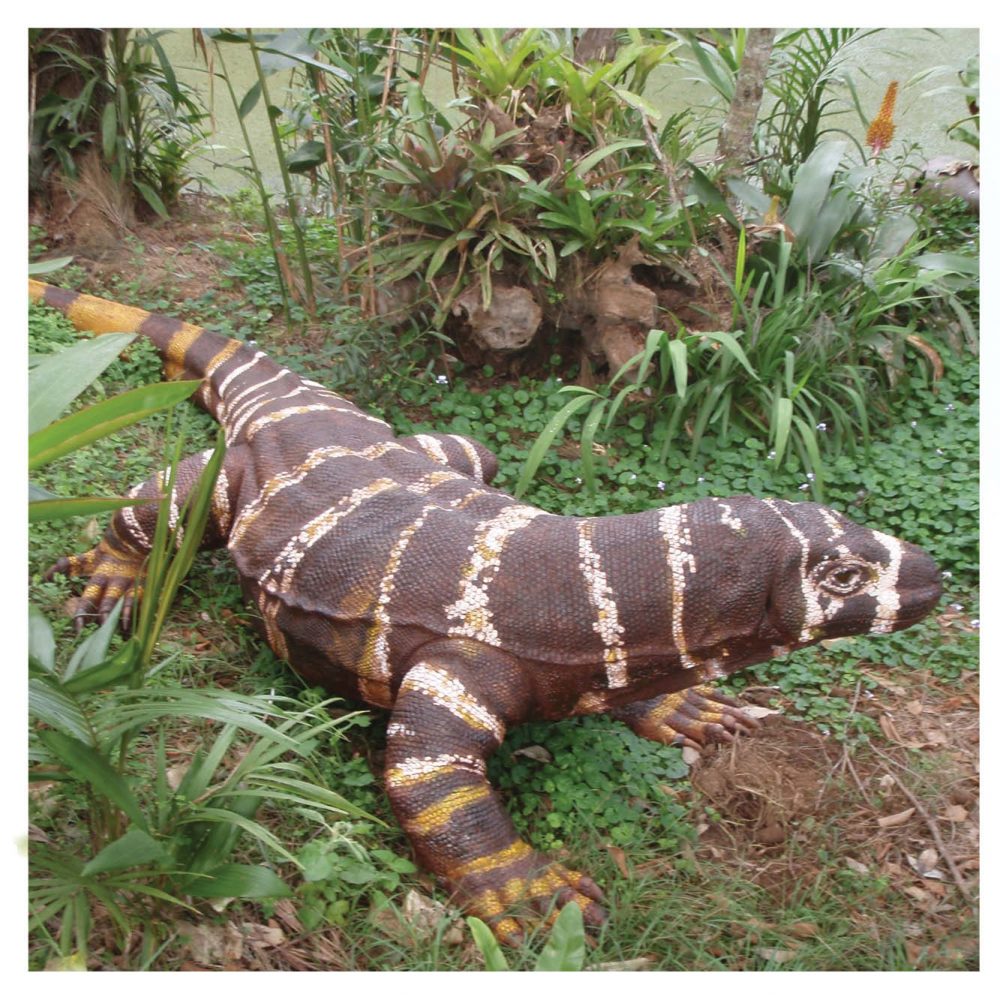Animals Reptiles Lizards  Komodo Dragon Bells Monitor finish Product Image V px px