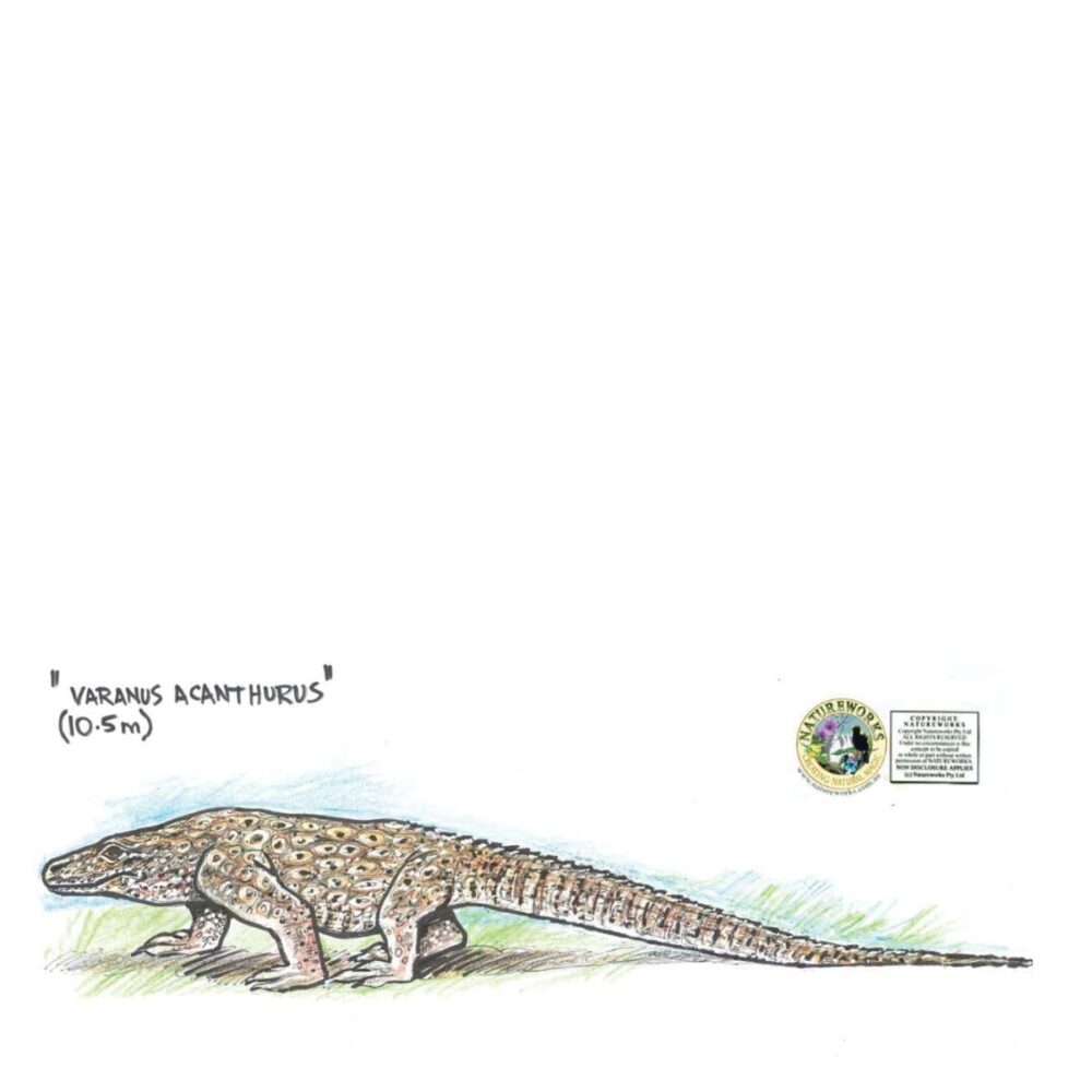 Animals Reptiles Lizards  Nyinkka Nyunyu Lizard Concept Product Image V px px