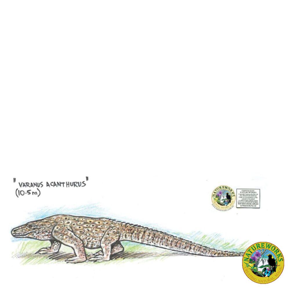 Animals Reptiles Lizards Nyinkka Nyunyu Lizard Concept Product Image V px px