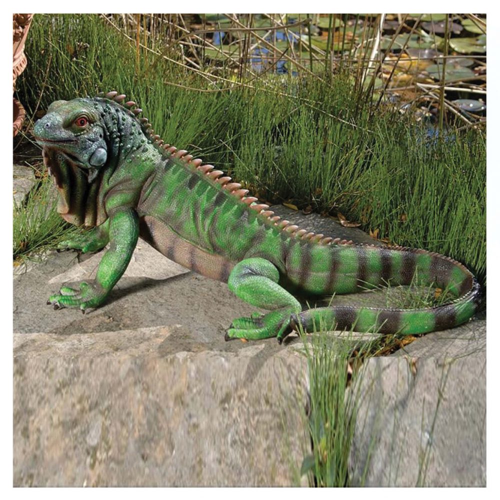 Animals Reptiles Lizards Iguana Large Product Image V px px