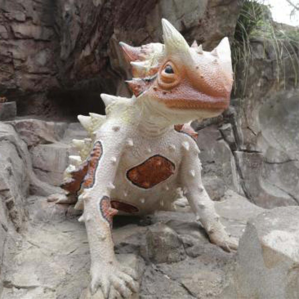 Natureworks Australia Thorny Devil - without base - SKU 130012 - shown Gumbuya - Critters cave - front view