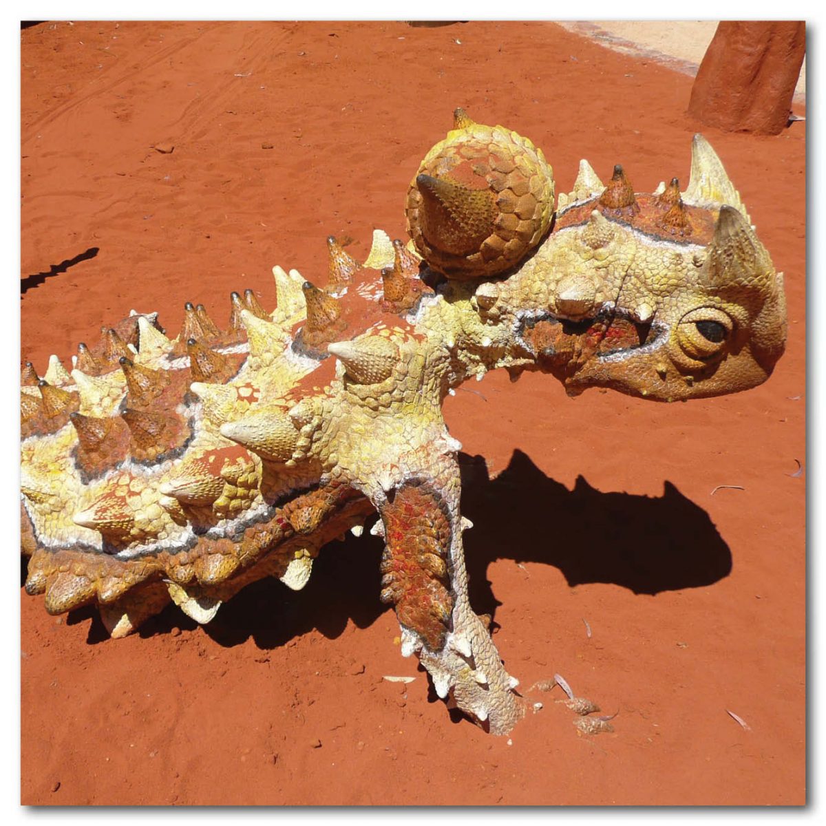 Natureworks Australia Animals Reptiles Lizards Thorny Devil on Base Product Image V px px