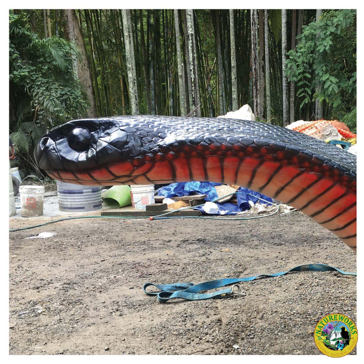 Natureworks Australia Animals Reptiles Snakes Red bellied black snake customer photo Product Image V px px