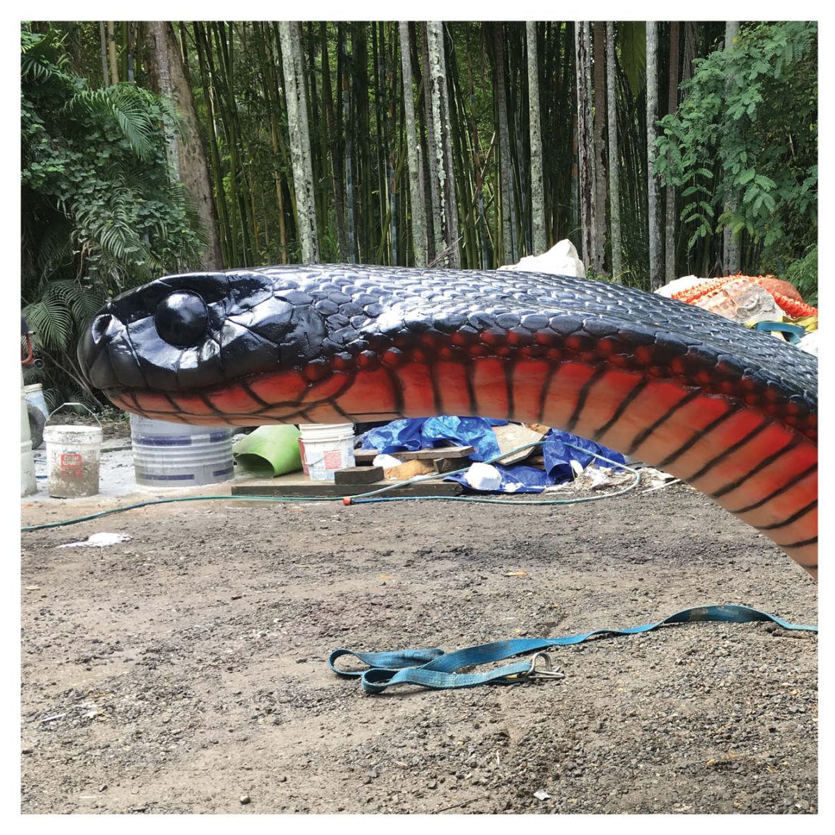 Natureworks Australia Animals Reptiles Snakes Red bellied black snake customer photo Product Image V px px