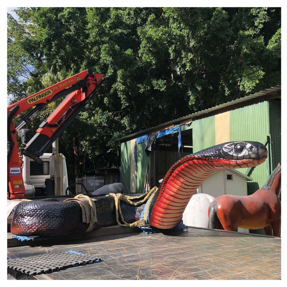 Natureworks Australia Animals Reptiles Snakes Red bellied black snake customer photo Product Image V px px