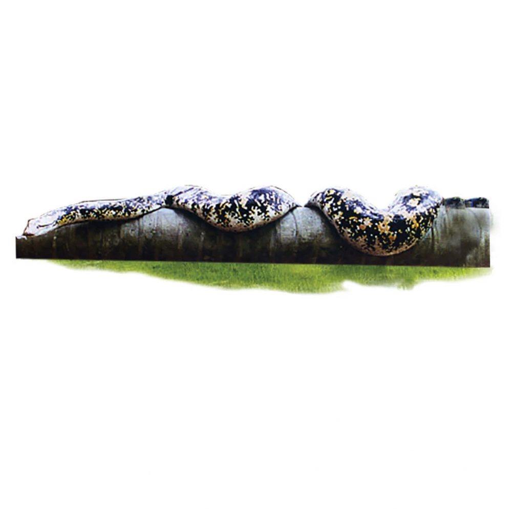 Animals Reptiles Snakes  Snake Python eating baby sauropod Product Image V px px