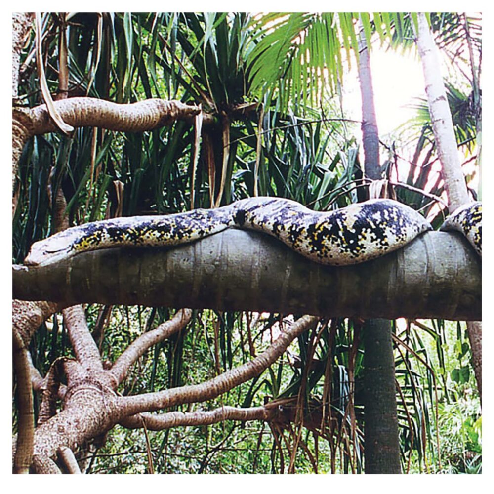 Animals Reptiles Snakes  Snake Python eating baby sauropod Product Image V px px