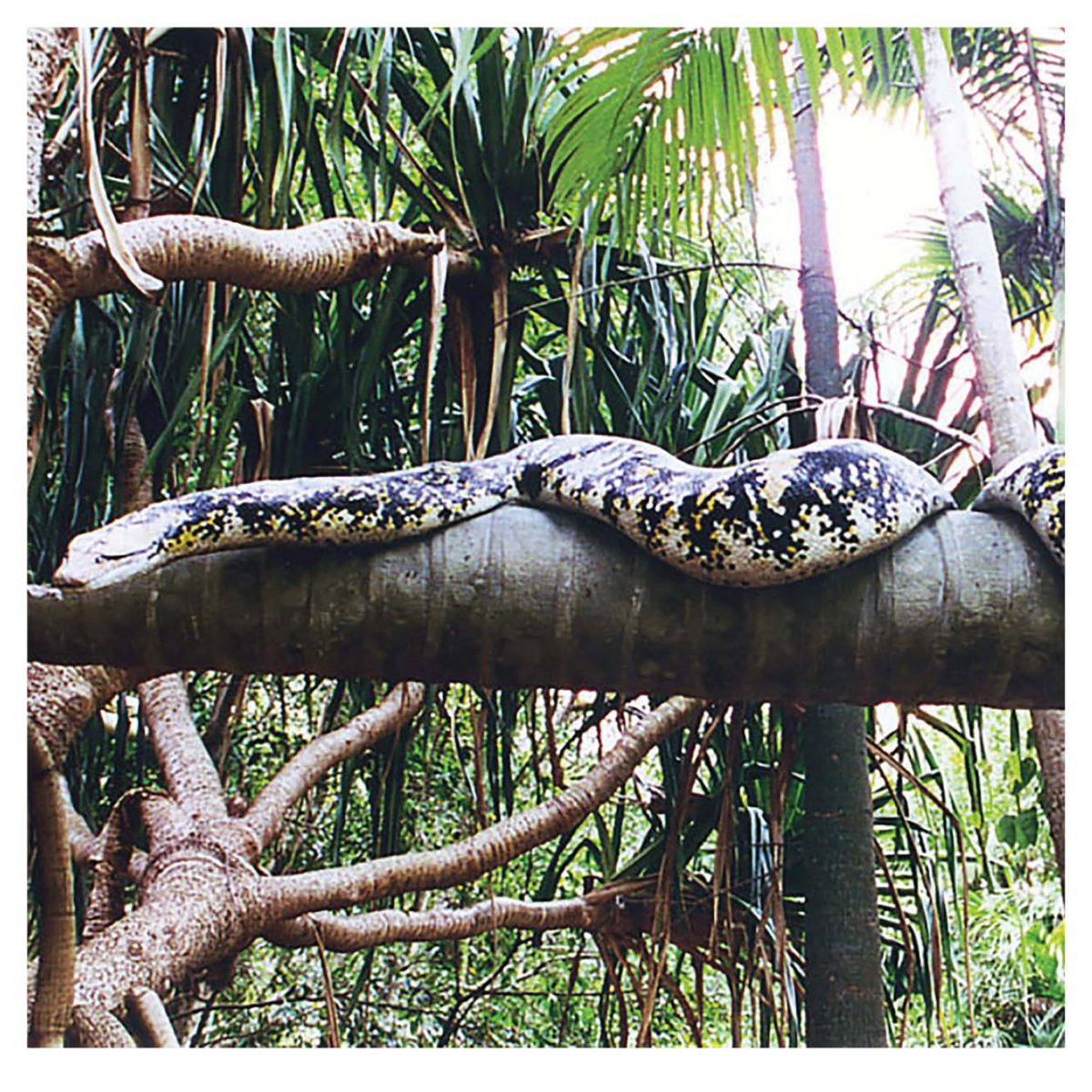 Snake-Reticulated Python Sculptures