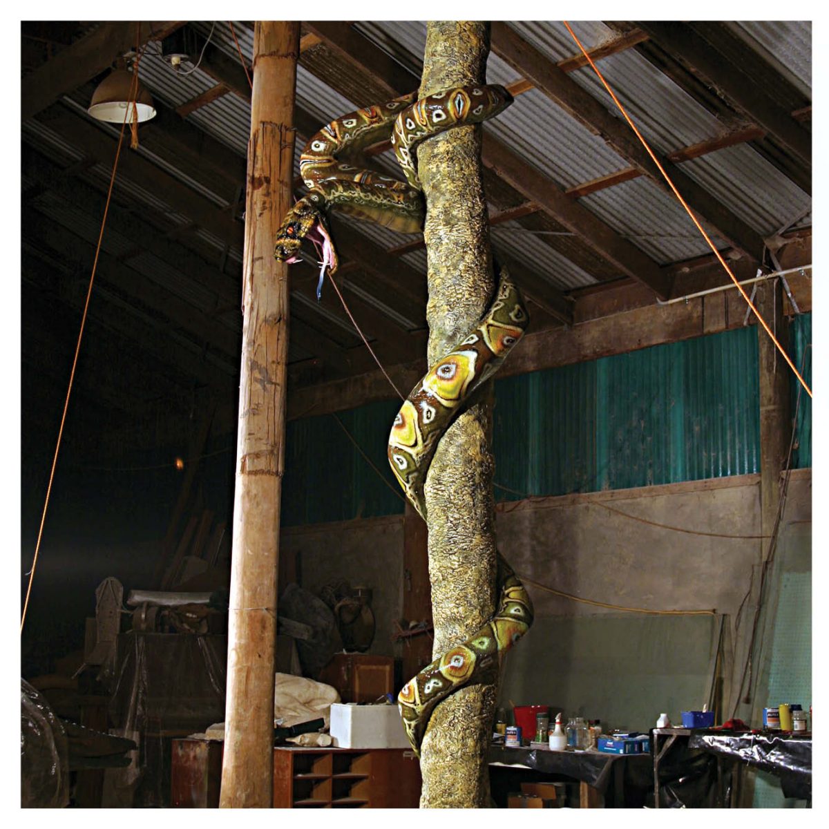 Natureworks Australia Animals Reptiles Snakes Montypythonoides Riversleighensis on a tree trunk Product Image V px px