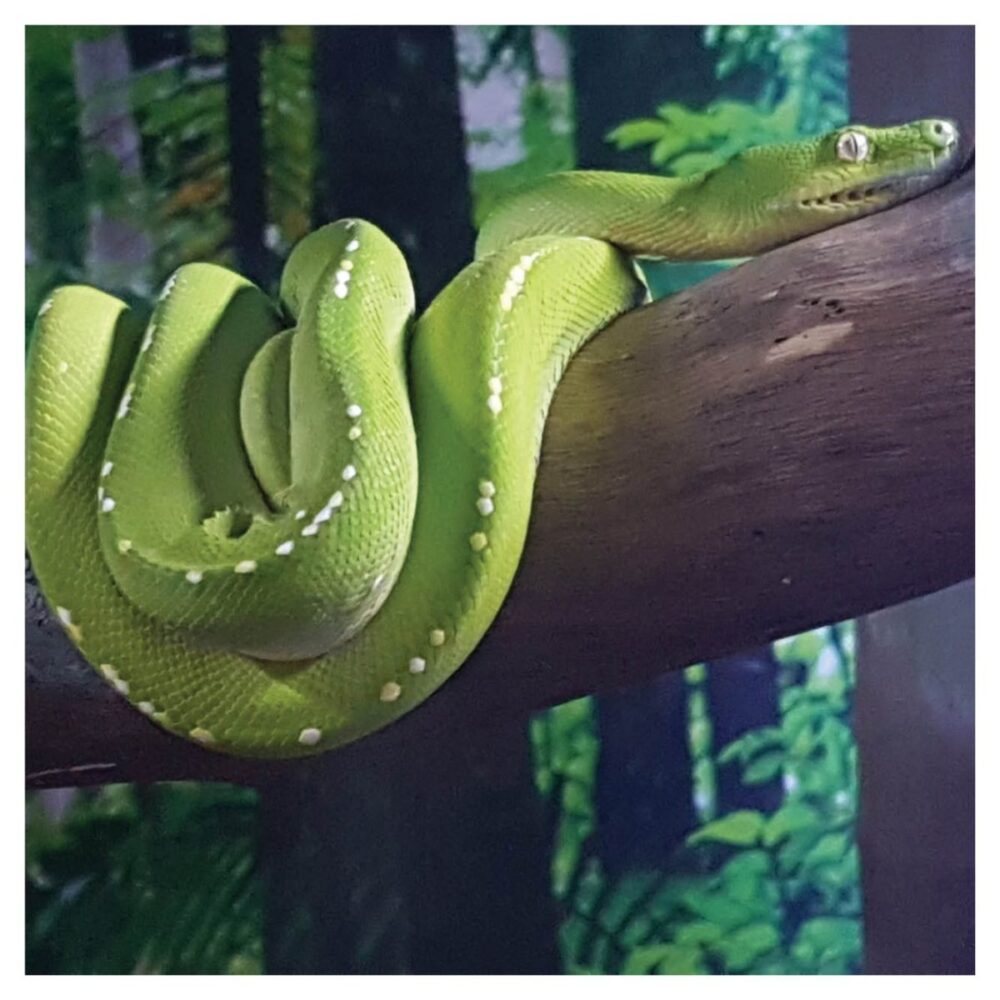 Gumbuya Critters Cave - Python