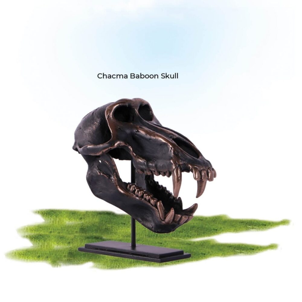 Dinosaur Prehistoric Prehistoric Fossils bones Chacma Baboon Skull on base Product Gallery px px