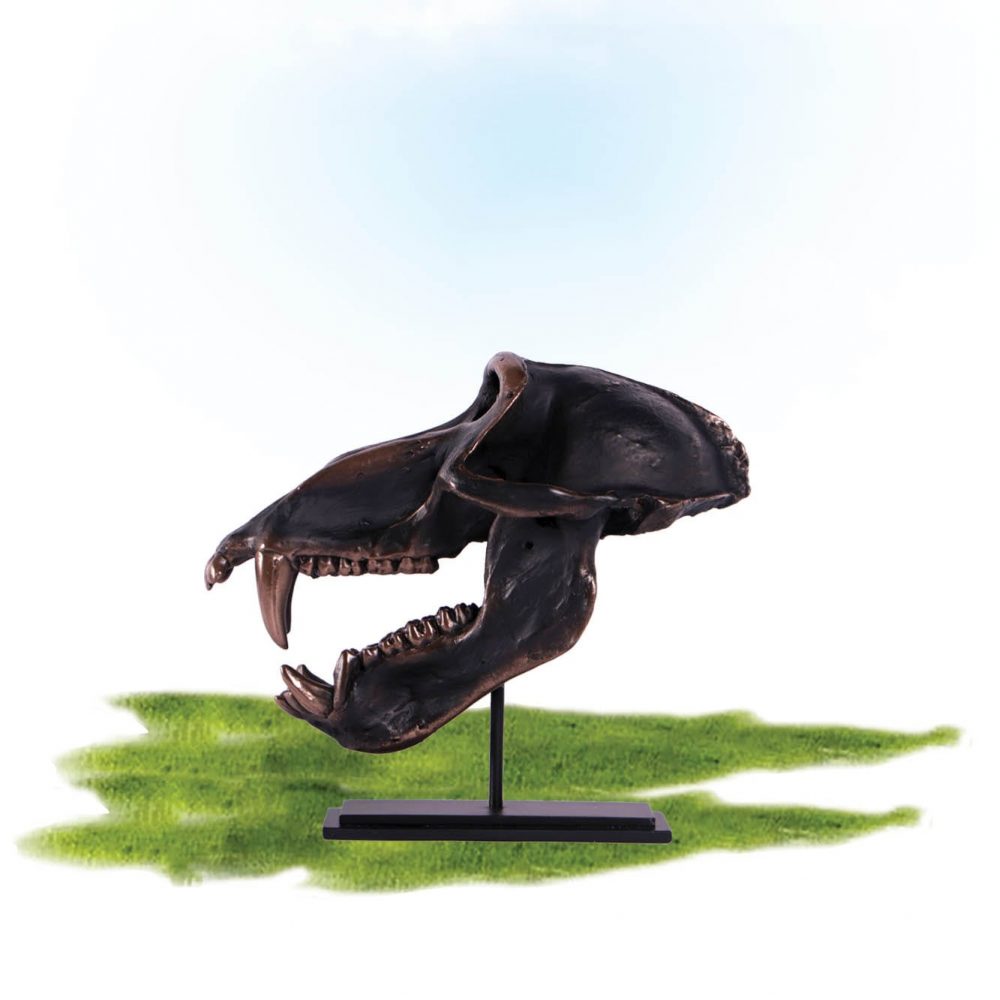 Dinosaur Prehistoric Prehistoric Fossils bones Chacma Baboon Skull on base Product Gallery  px px
