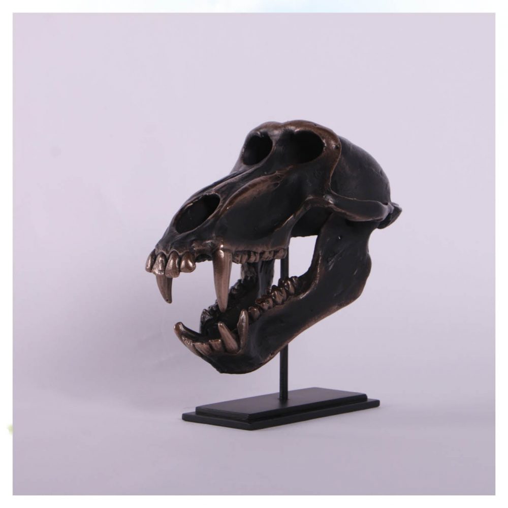 Dinosaur Prehistoric Prehistoric Fossils bones Chacma Baboon Skull on base Product Gallery  px px